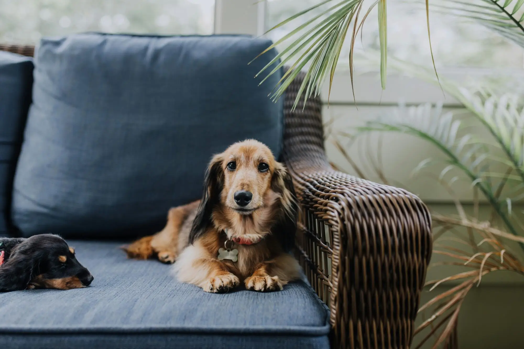 3 Tips for Managing Pets in a Rental Property in Massillon, OH